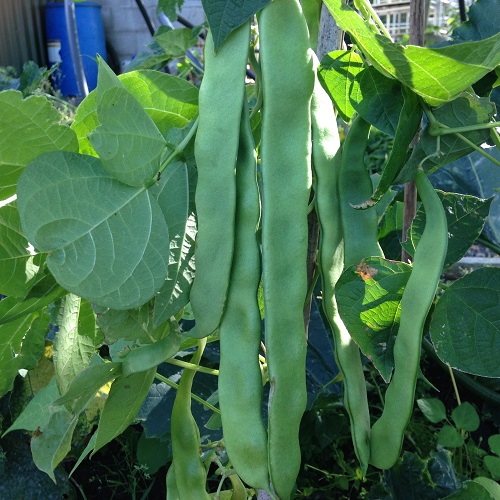 French Bean Hunter